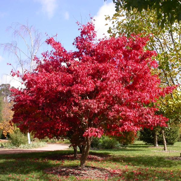 12 foot maple tree acer palmatum osakazuki acer javor zahradnictv 237 franc 12 foot maple tree acer palmatum osakazuki acer javor zahradnictv 237 franc