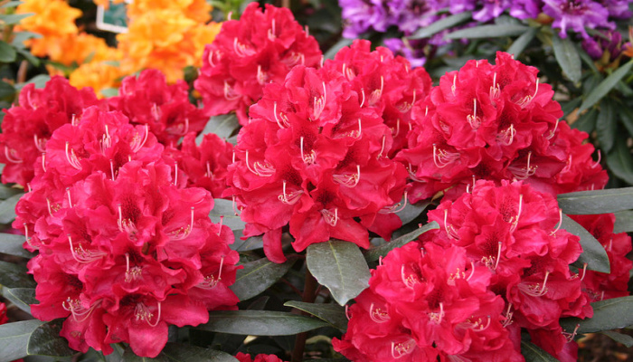 Rhododendron hybridum Karl Naue