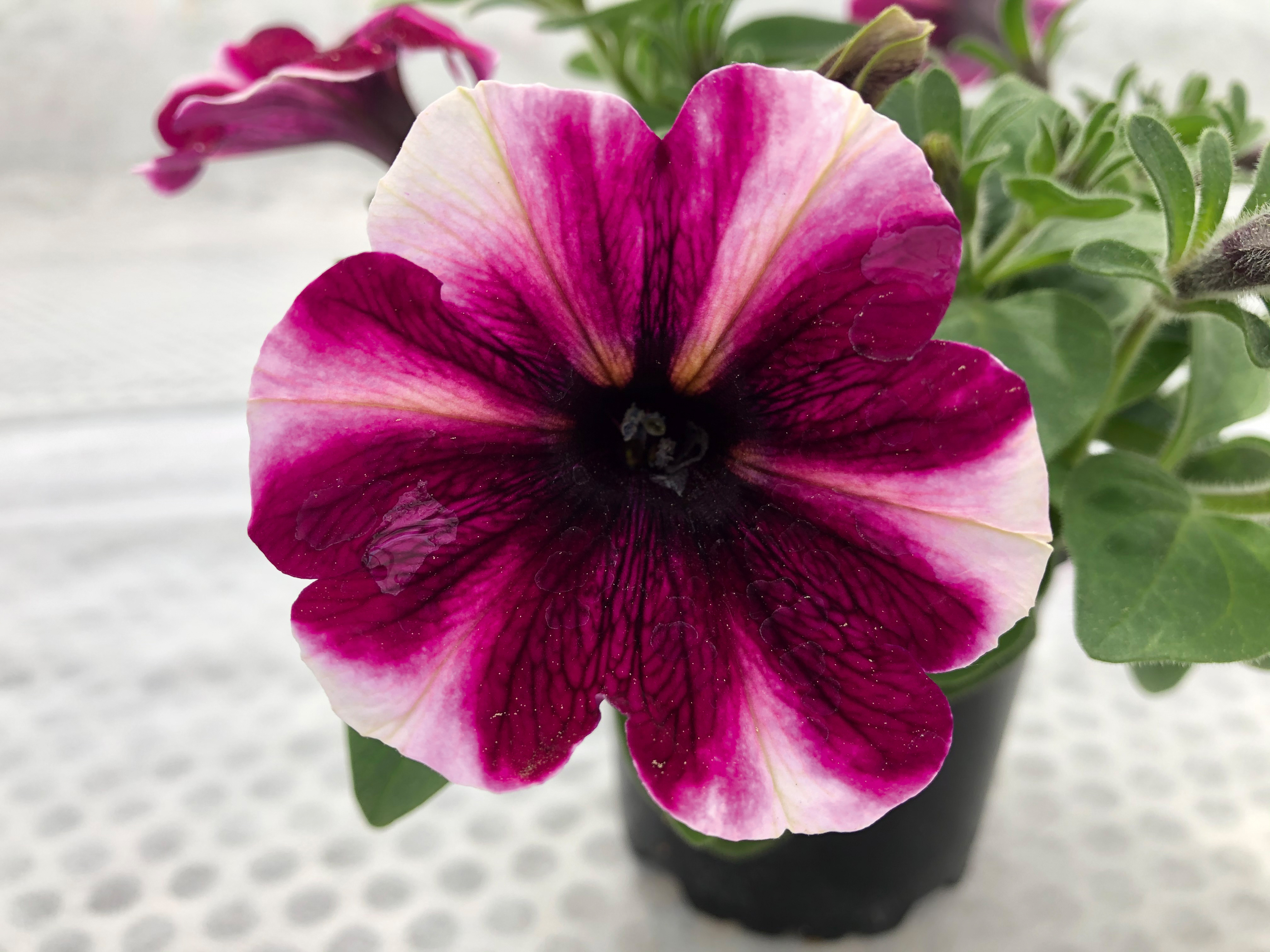 Petunia Bonie Magenta Star