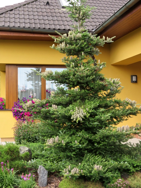 Abies koreana