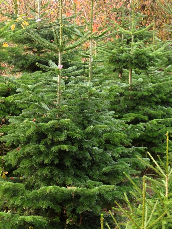 Abies nordmaniana