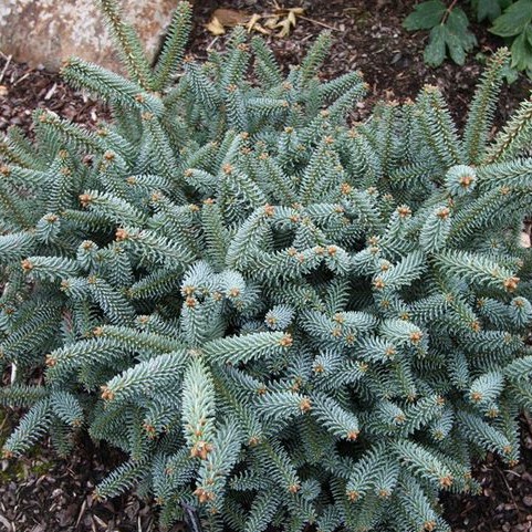 Abies pinsapo Horstmann