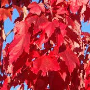 Acer rubrum October Glory