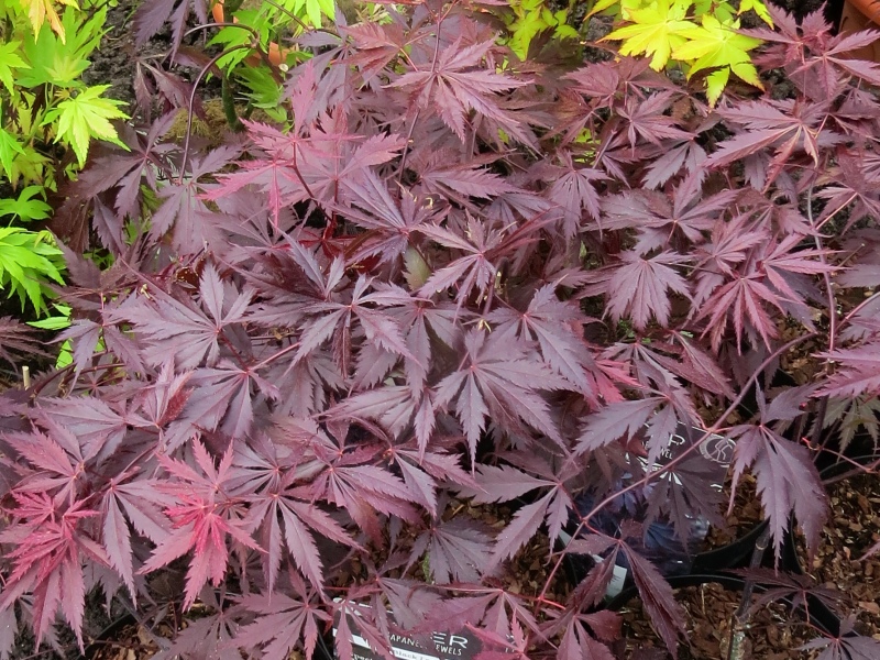 Acer palmatum Black Lace
