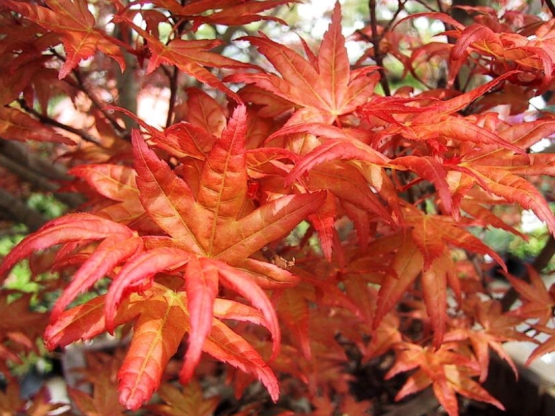 Acer palmatum Corallinum