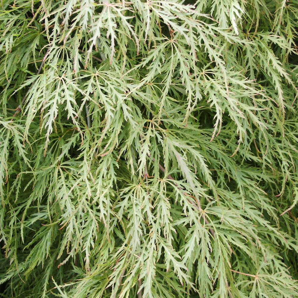 Acer palmatum Emerald Lace
