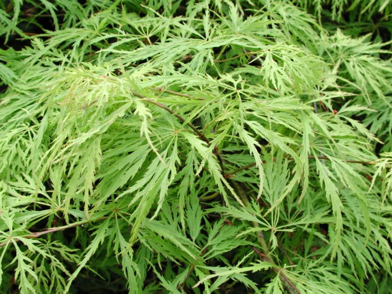 Acer palmatum Dissectum