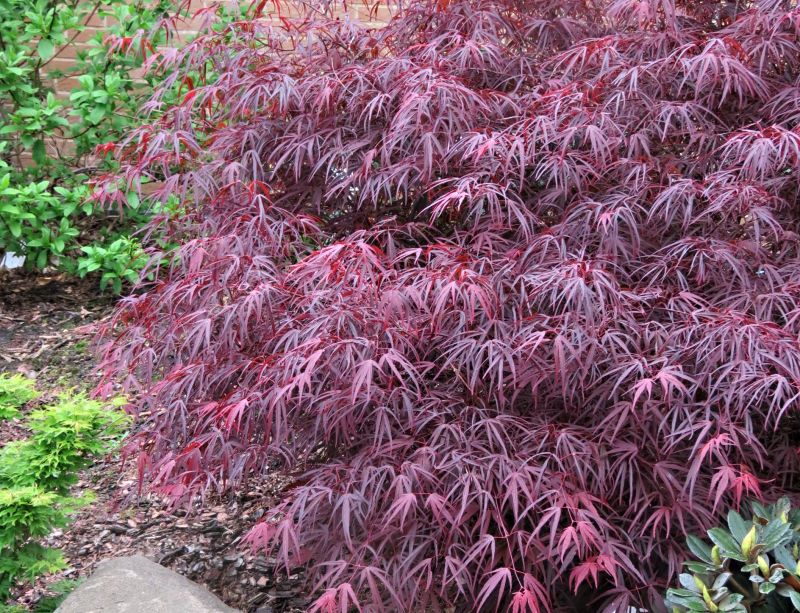 Acer palmatum Enkan