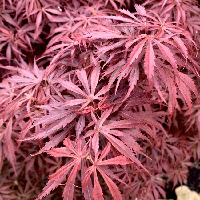 Acer palmatum Jerre Schwartz