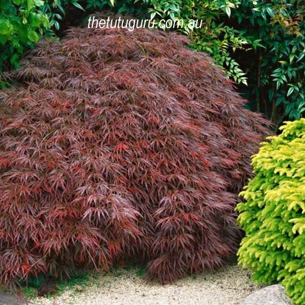 Acer palmatum Stella Rossa