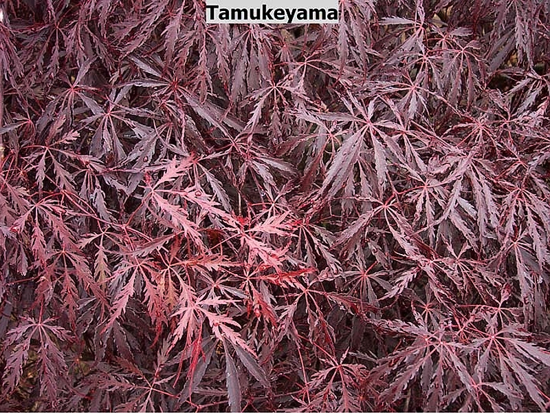 Acer palmatum Tamuke Yama