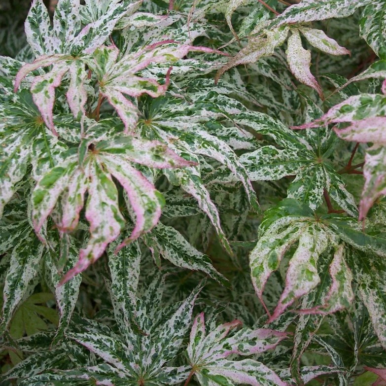 Acer palmatum Ukigumo