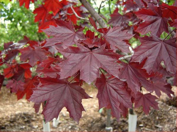 Acer platanoides Crimson King
