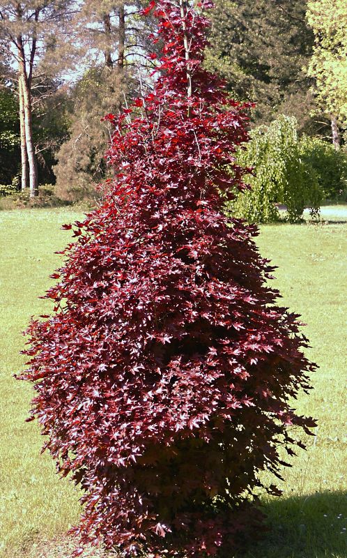 Acer platanoides Crimson Sentry