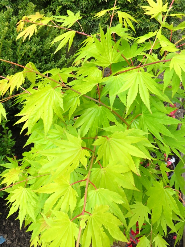 Acer shirasawanum Summergold