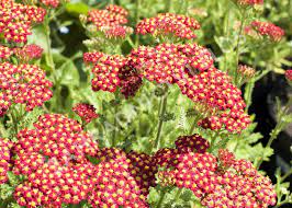 Achillea millefolium Desert Eve Red