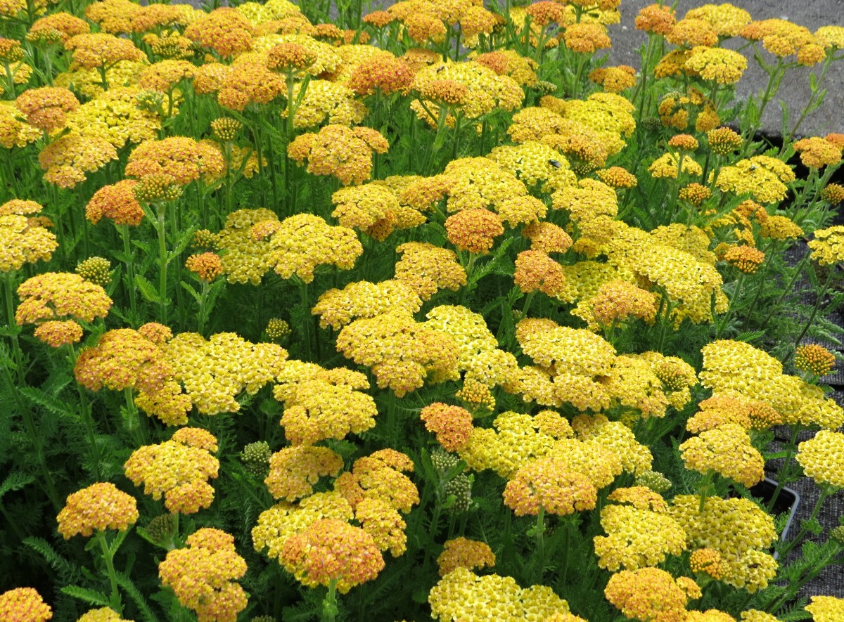 Achillea millefolium Yellow Skysail