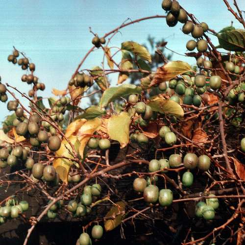 Actinidia arguta Weiki I