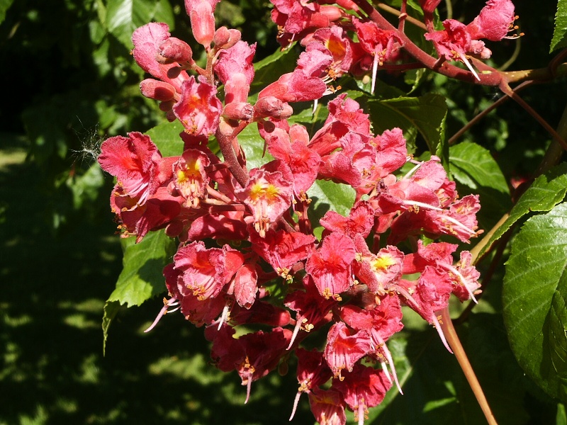 Aesculus carnea Briotii