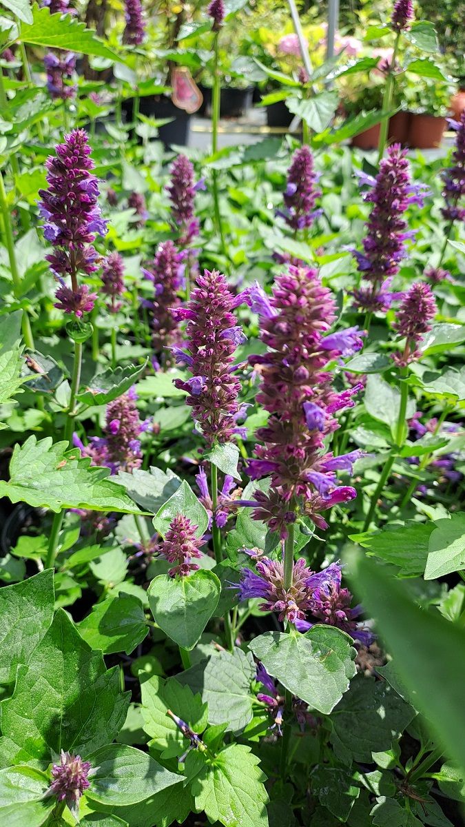 Agastache x Blue Boa