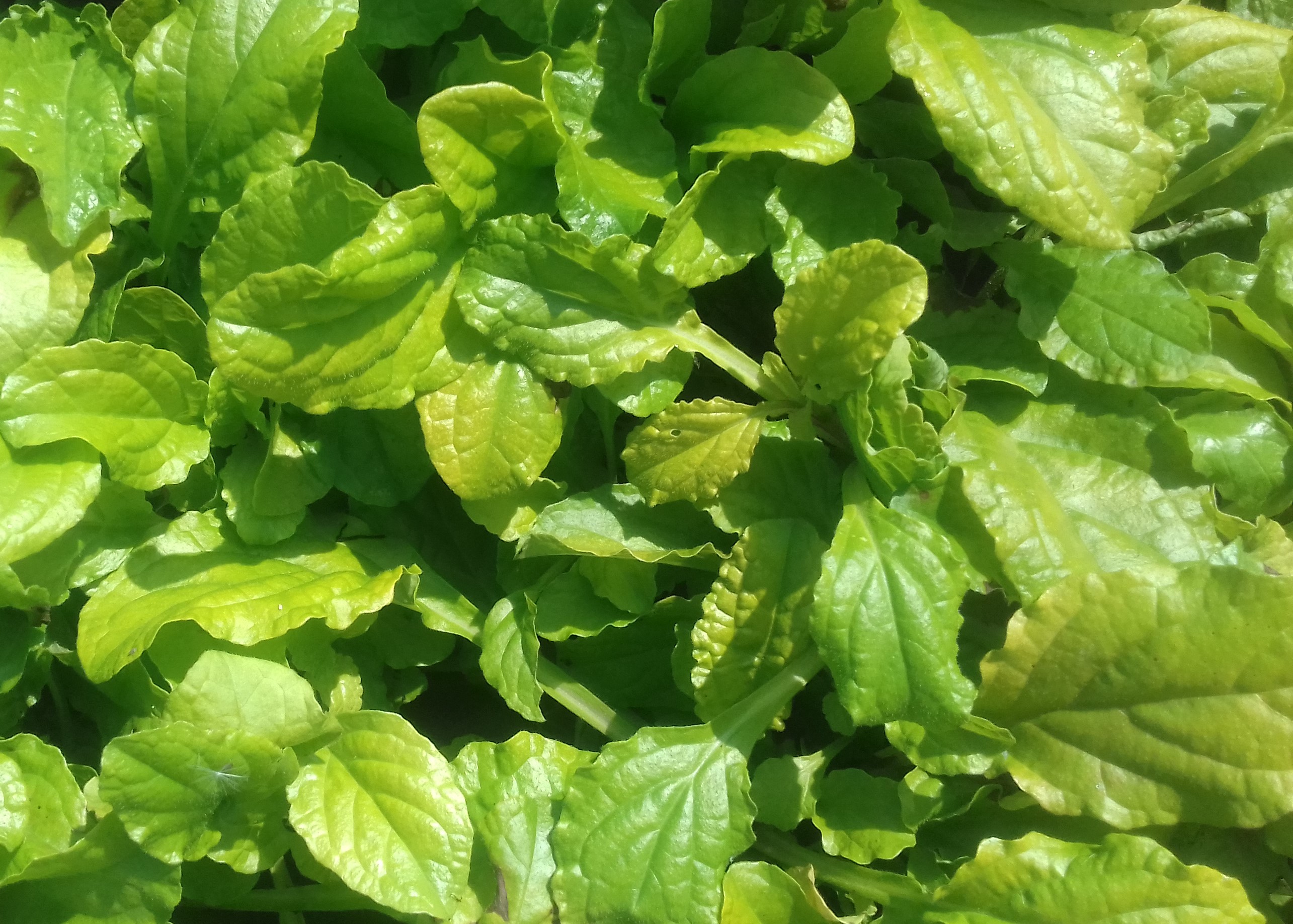 Ajuga reptans Gold Chang