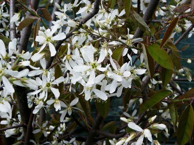 Amelanchier x lamarckii Ballerina