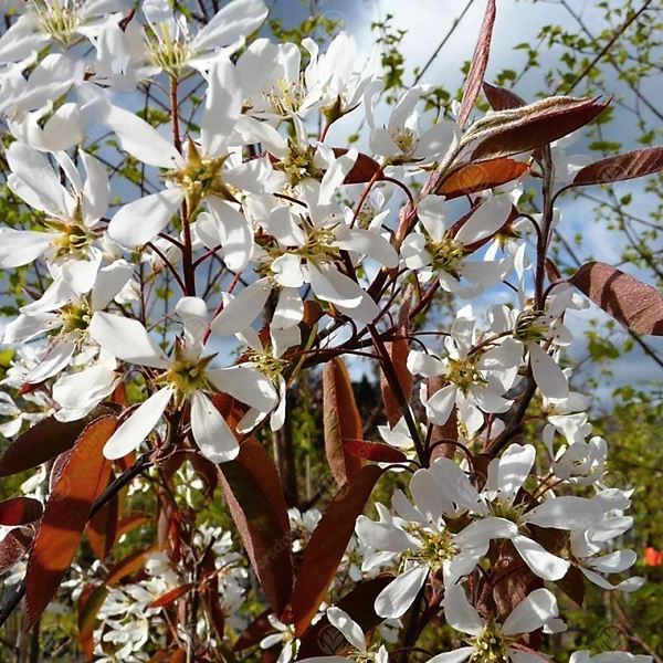 Amelanchier La Paloma