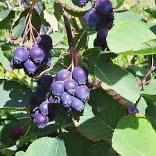 Amelanchier alnifolia Obelisk