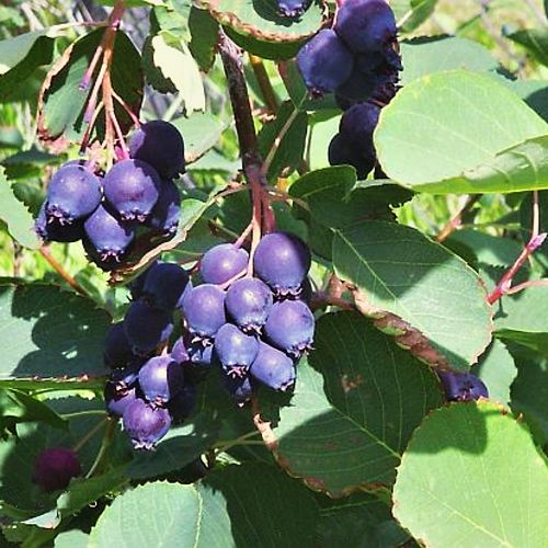 Amelanchier x grandiflora Prince William
