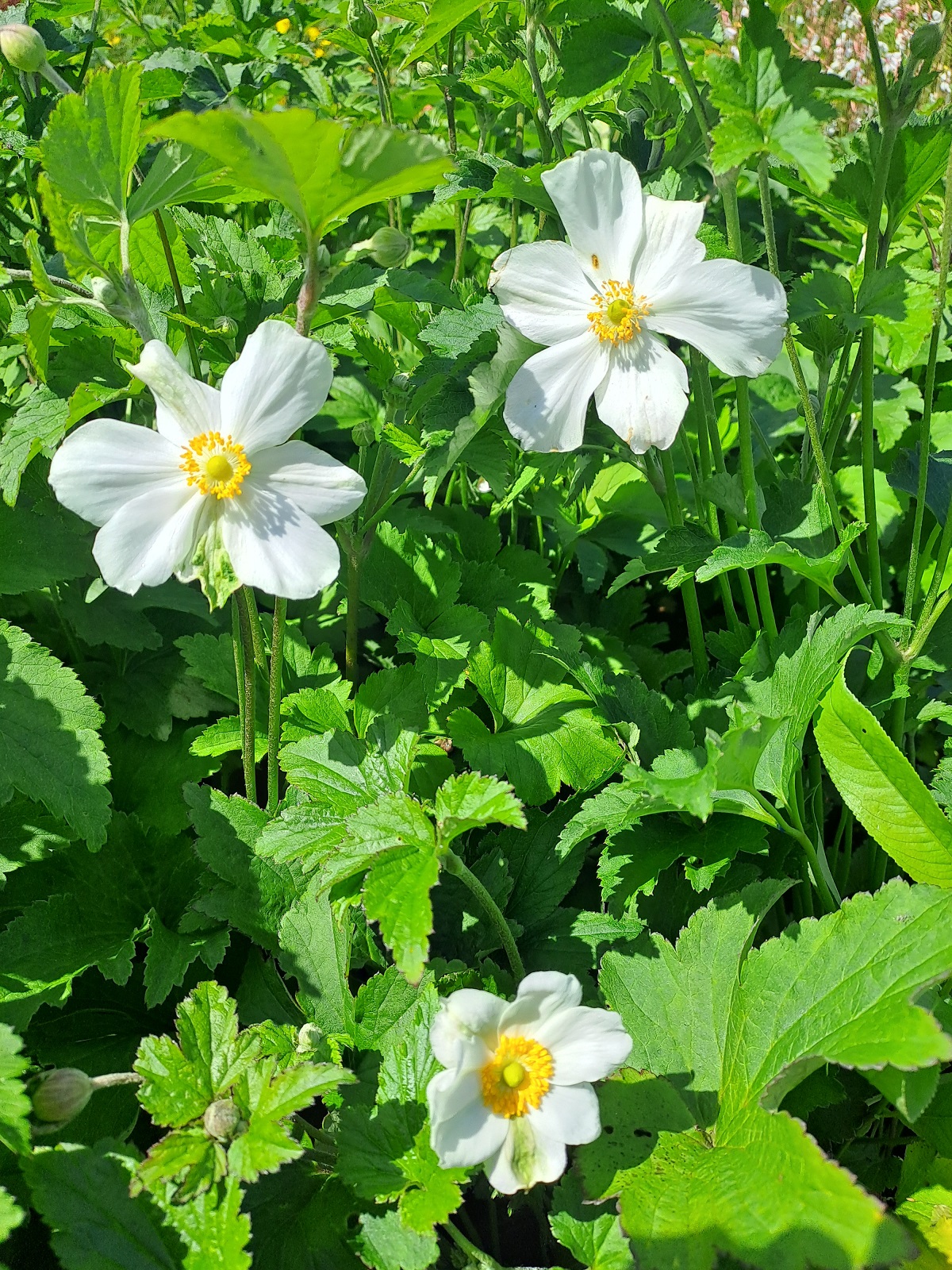 Anemone hybrida Honorine Jobert