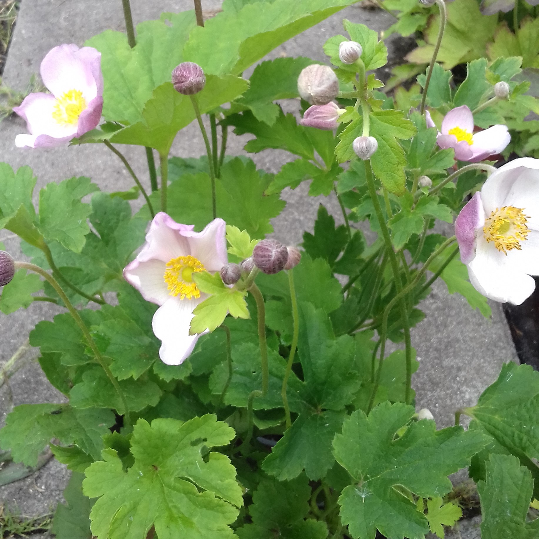 Anemone hupehensis Rose Shades