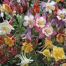 Aquilegia caeruela 'Biedermeier'