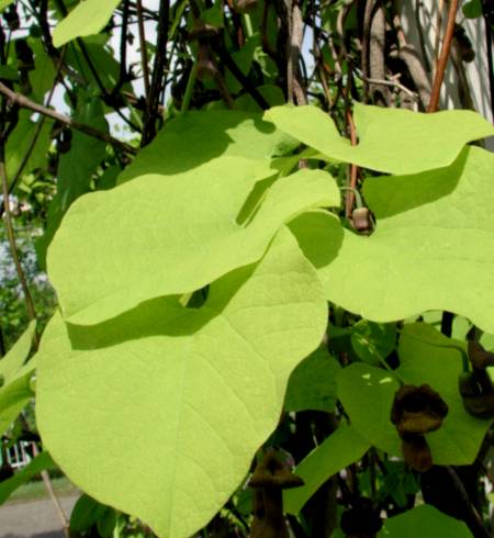Aristolochia macrophylla