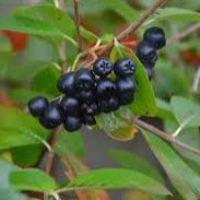 Aronia mitschurini Amit