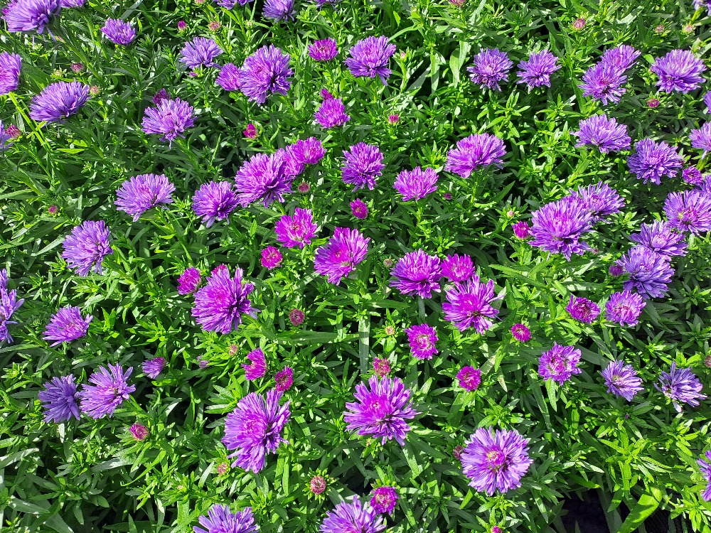 Aster novi-belgii Henry Blue