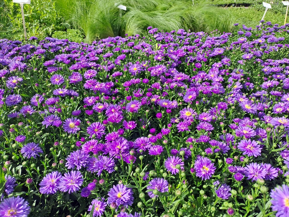 Aster novi-belgii Magic Blue