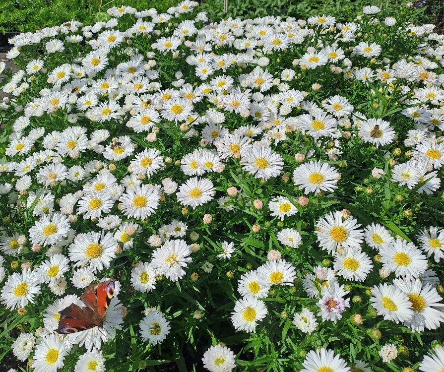 Aster novi-belgii Magic White
