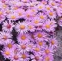 Aster dumosus Peter Harrison