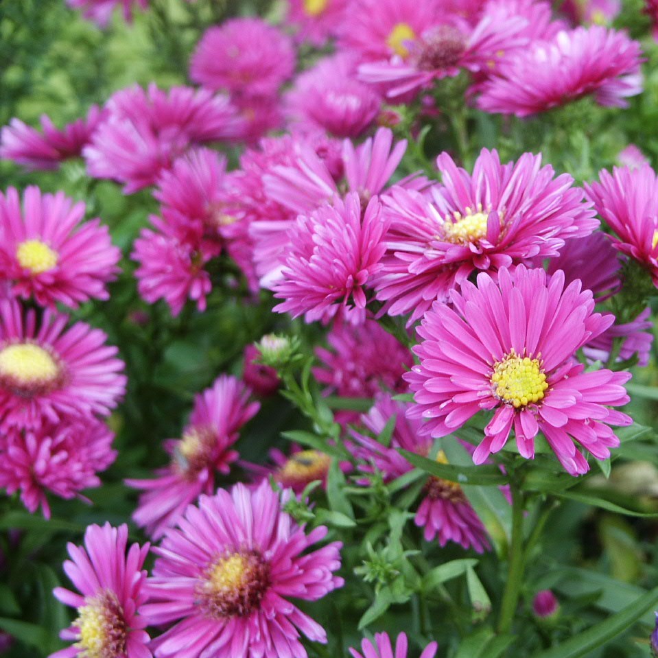 Aster novi-belgii Magic Pink