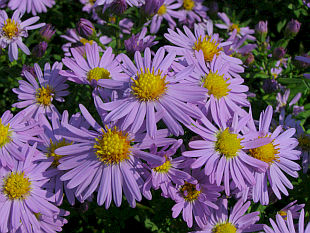 Aster dumosus Prof. Kippemberg