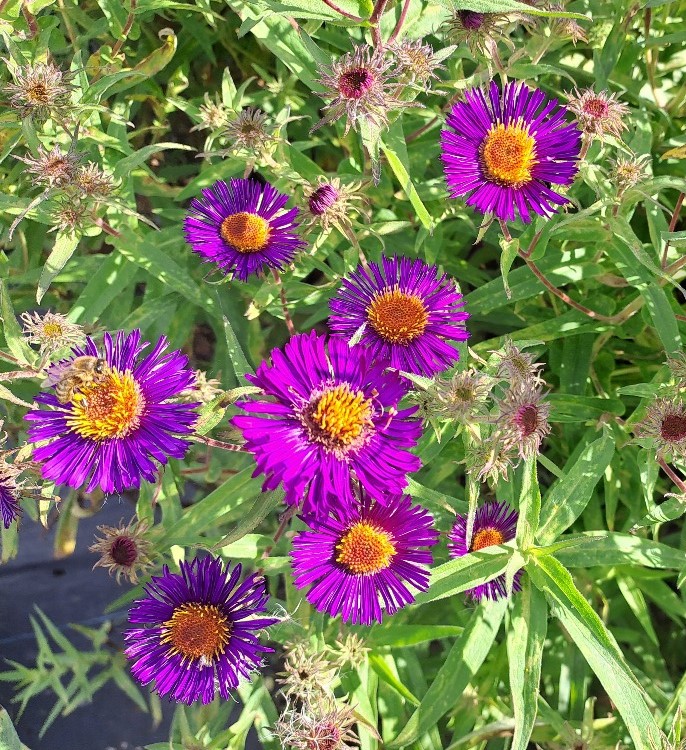 Aster novae-anglie Violetta