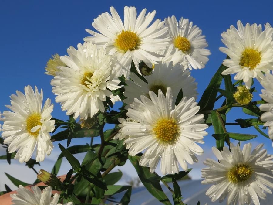 Aster novi-belgii White Ladies