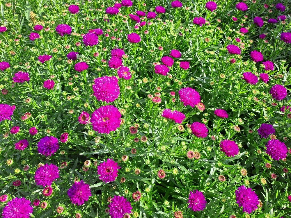 Aster novi-belgii Henry Pink
