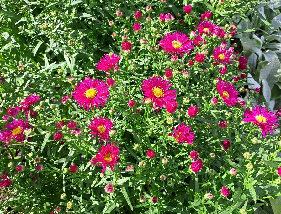 Aster novi-belgii Magic Deep Rose