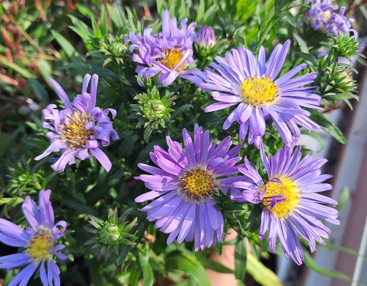 Aster novi-belgii Wood's Purple