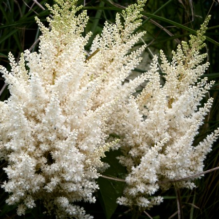 Astilbe japonica Deutschland