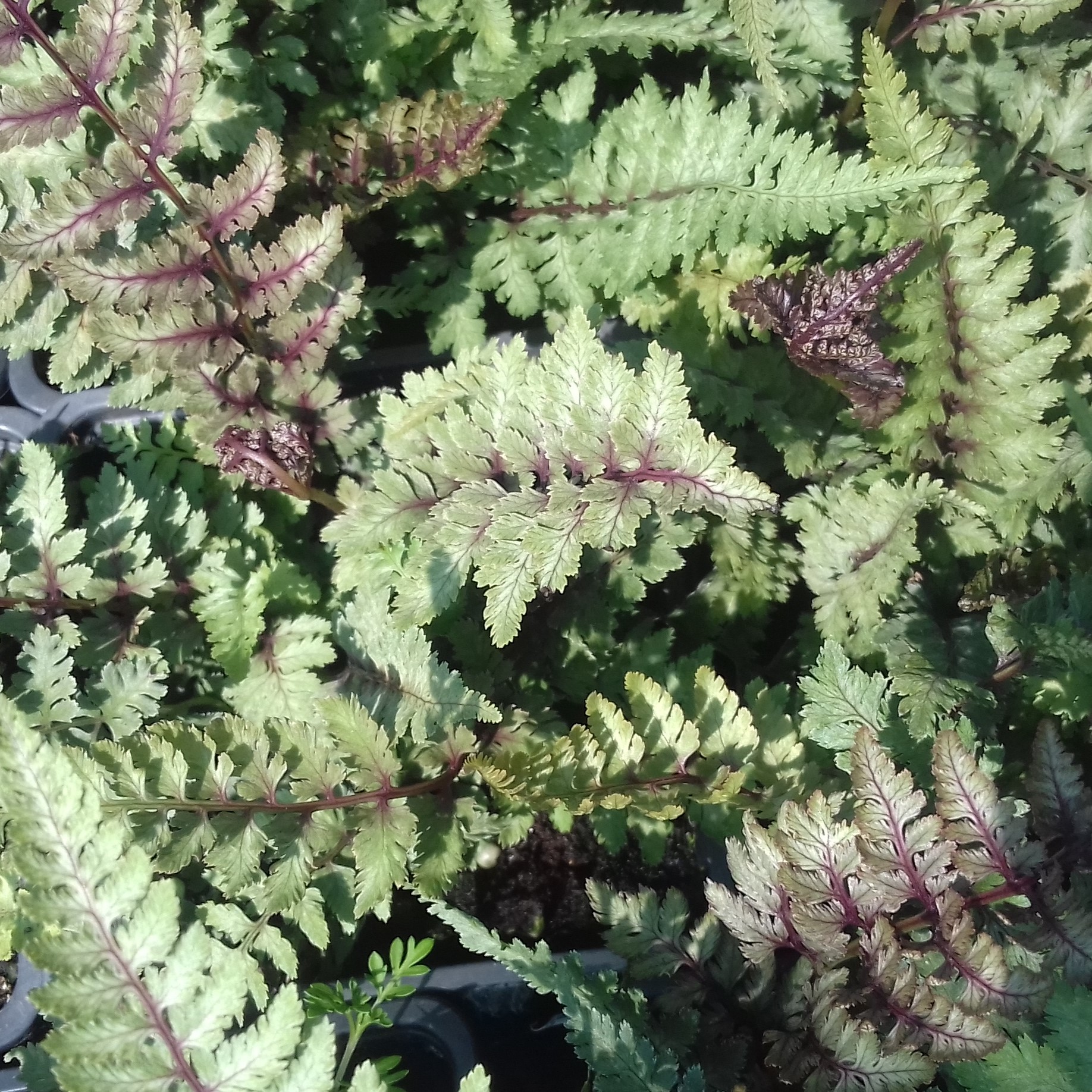 Athyrium niponicum Burgundy Lace