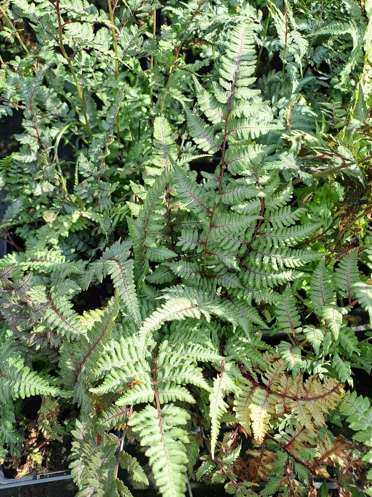 Athyrium niponicum Silver Falls
