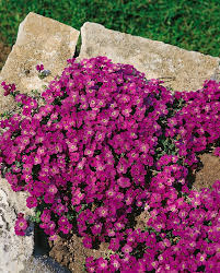 Aubrieta hybrida Glacier Red