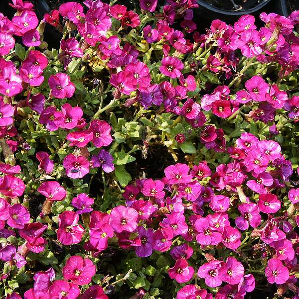 Aubrieta hybrida Axcent Deep Purple